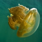 Golden Jellyfish differ from their oceanic kin the Spotted Jellyfish by the lack of spots on the dome and the greatly reduced stinging clubs (small tabs) on the ends of the frilled oral arms.