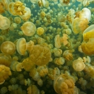High density of Golden Jellyfish  Mastigias cf. Papua etpisoni.