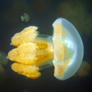These jellies don't sting. They don't have stinging cells, which jellies often use to catch their dinner. Instead, these jellies host symbiotic algae in their tissues (zooxanthellae -seen in yellow) which provide the jellies with nutrients.