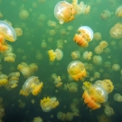 Jellyfish Lake, also known as Fifth Lake, is filled with millions of golden jellyfish (Mastigias papua etpisoni).