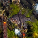 One of two fish species in the lake, the Orbicular Cardinalfish (Sphaeramia orbicularis) are curious and unafraid.