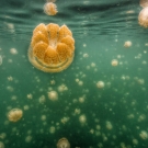 Although technically plankton, these jellies do not sit still. In order to provide the right amount of sunlight for their symbiotic algae (and stay away from their only known predator- an anemone), every day they follow the path of the sun across the lake, avoiding the shade. 