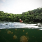 Tourists are allowed to snorkel in Jellyfish Lake, but no diving is allowed. 