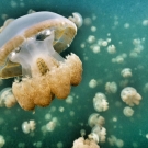 People can swim with these jellies without fear of being stung, these jellies lost their sting. They still do have stinging cells, called nematocysts, but they're not strong enough to harm people.