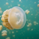 Although the jellyfish look big in these pictures, most of them are smaller than your hand.