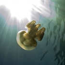 Solar powered Golden Jellyfish with its energy source.