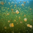 wall-of-jellyfish-along-the-shaded-edge-of-the-lake