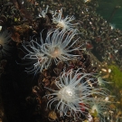 White Sea Anemone (Entacmaea medusivora) is the only predator of the jellyfish.