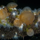 White Sea Anemone (Entacmaea medusivora) on a downed tree trunk are able to reach their prey which avoid the dark edges of the lake.