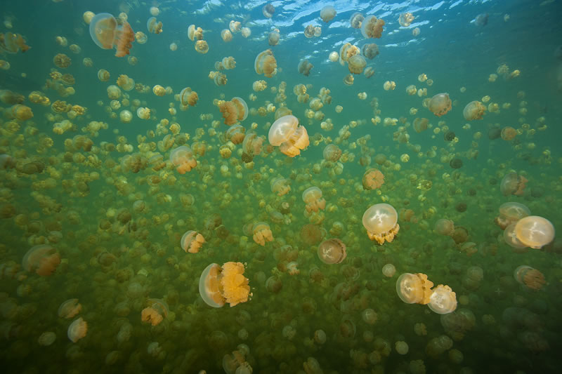 wall-of-jellyfish-along-the-shaded-edge-of-the-lake