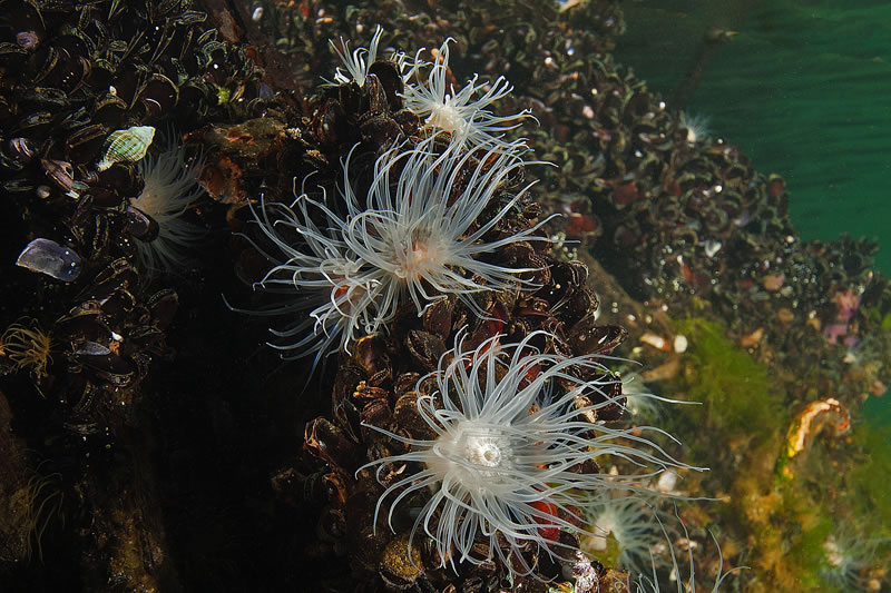 White Sea Anemone (Entacmaea medusivora) is the only predator of the jellyfish.