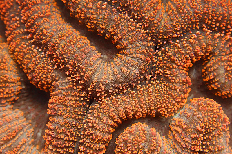  A close-up of the big polyps of the hard coral Lobophyllia hemprichii.
