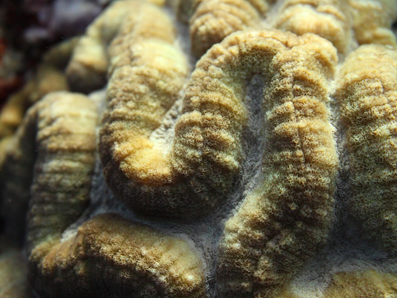  A close-up of the walls and valleys of the hard coral, Symphyllia sp. 