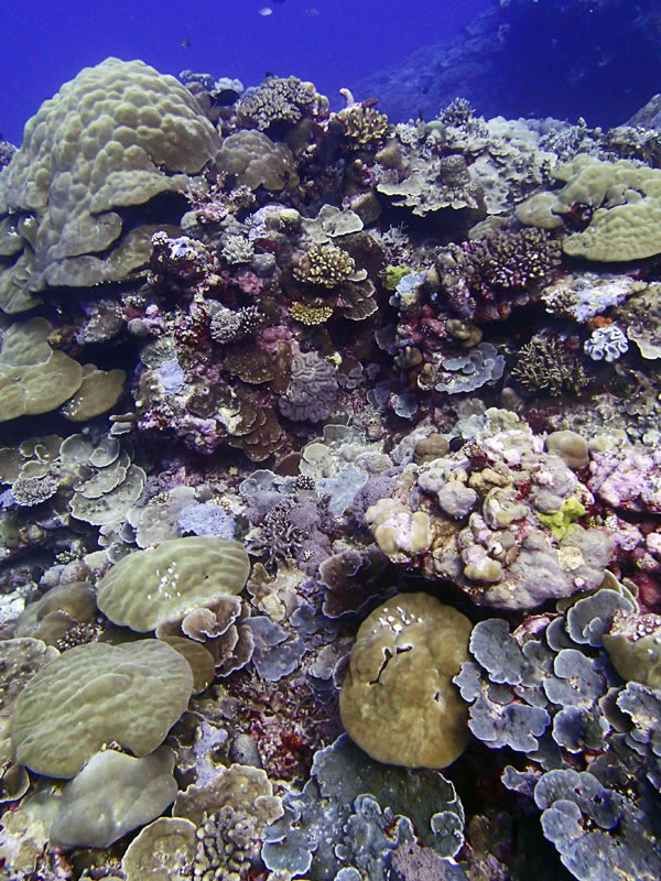 Peleliu, Palau: a coral lover\'s paradise.
