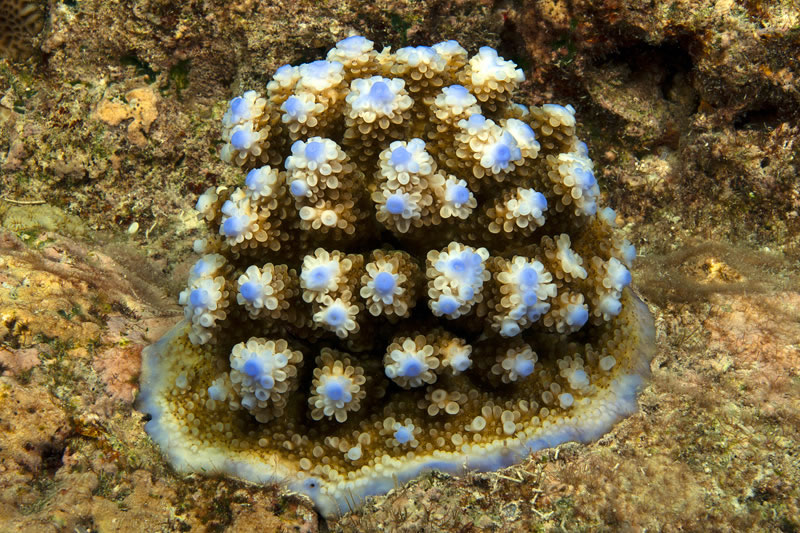 Acropora digitifera with bright blue apical polyps and base where active growth is taking place.