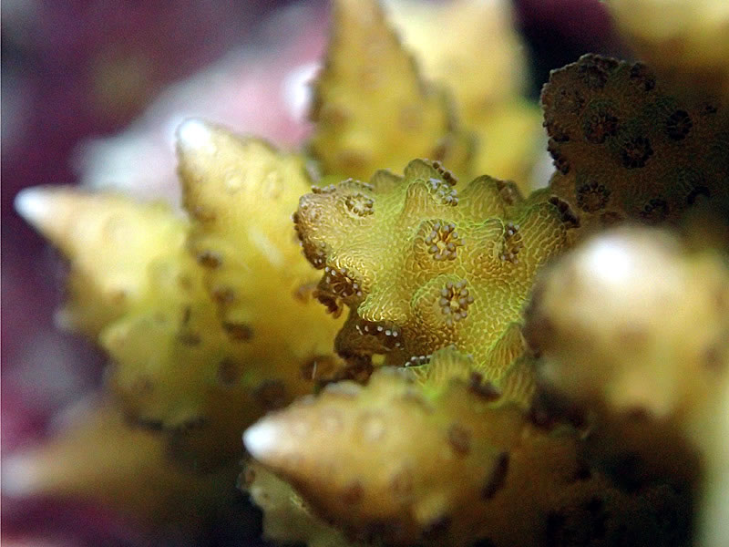 A close-up image of a common, Indo-Pacific reef-building coral Seriatopora aculeata; south of German Channel, Palau.