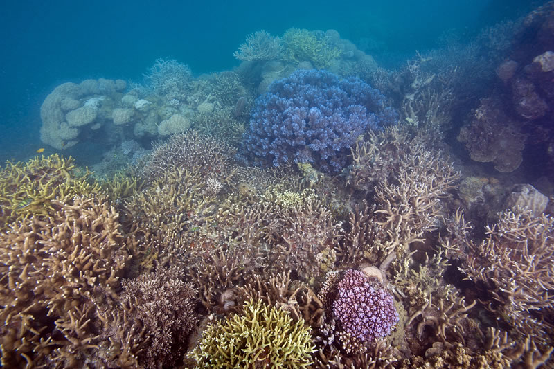 While the reef at 20m was relatively baren with extremely poor visibility a riot of color awaited us in the shallows.