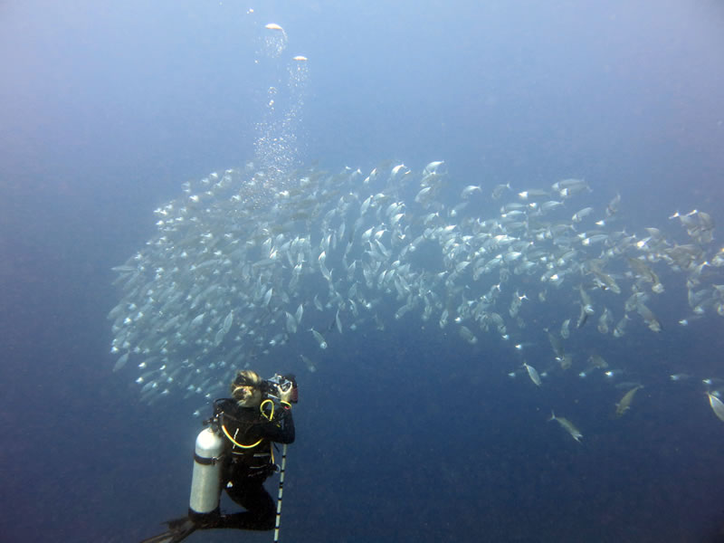 Coral scientist, Grace Frank, captures photos of a school of long-jawed mackerel (Rastrelliger kanagurta)