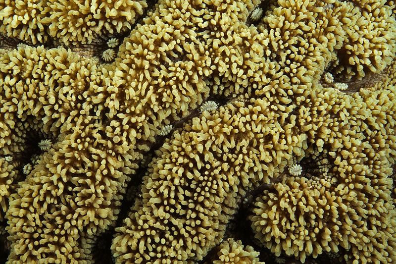 Coral with its tentacles exposed and polyp mouths visible.