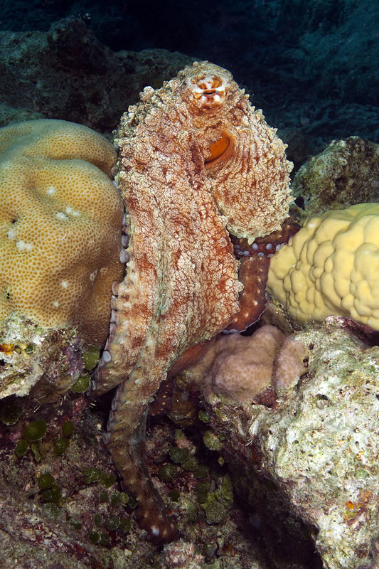 Day Octopus (Octopus cyanea) emerges from a hiding hole between corals.