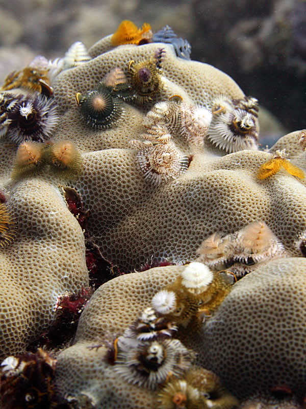 Forest of Christmas Tree Worms (Spirobranchus spp.) cover the surface of a coral.
