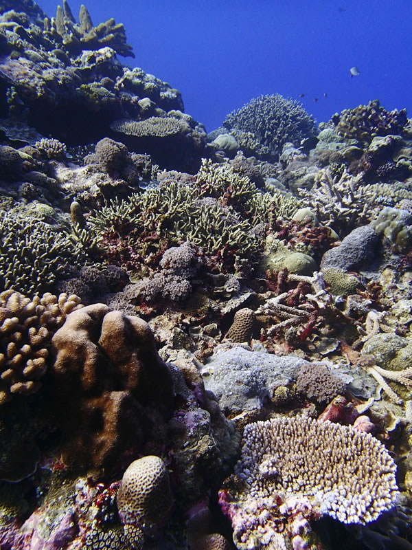 High coral diversity and cover in a shallow barrier forereef ecosystem at Peleliu, Palau. 