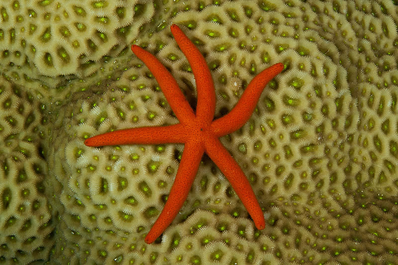 Luzon Sea Star (Echinaster luzonicus) on Goniastrea sp. coral.