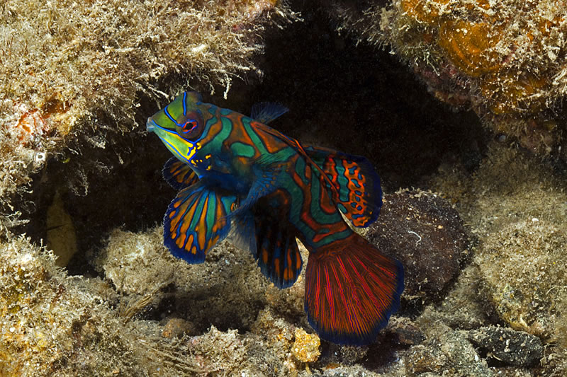 Male Mandarinfish (Synchiropus splendidus) displaying in an effort to attract mates to spawn at dusk.