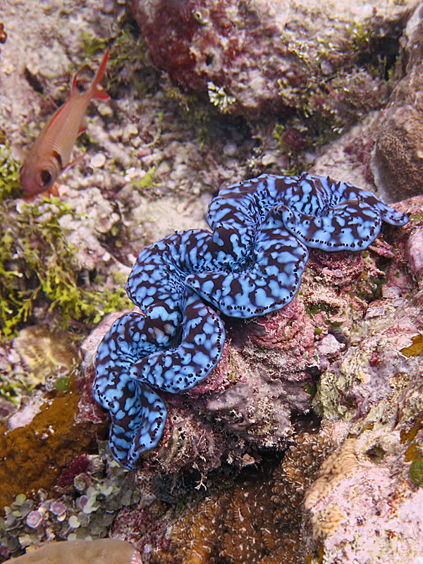 Maxima giant clam (Tridacna maxima)