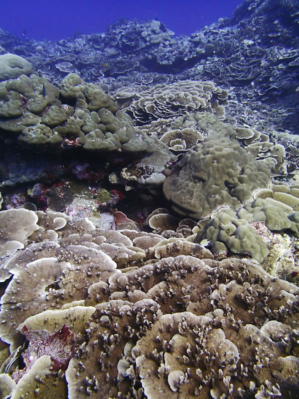 Merunlina sp. at Peleliu, Palau - amongst the most photogenic corals.