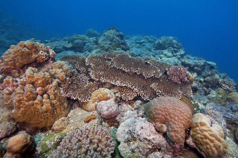 Mounding Porites and short-branched tabular Acropora corals cover the reef along a sloping dropoff.