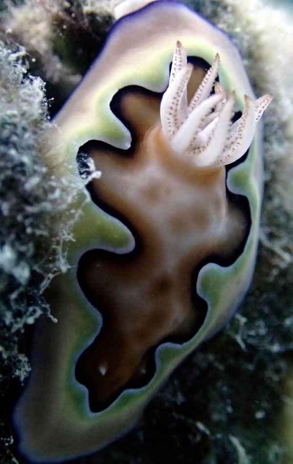 Nudibranch (~4-5 cm long) at Ngeruktabel, Palau.
