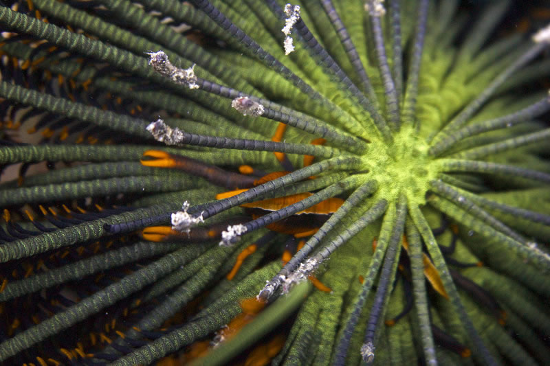 Pair of Baba\'s Crinoid Squat Lobsters (Allogalathea babai) hiding in the center of a crinoid.