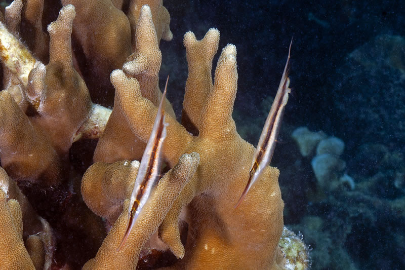 Pair of Razorfish (Aeoliscus strigatus) hover head down over a digitate Porites coral.