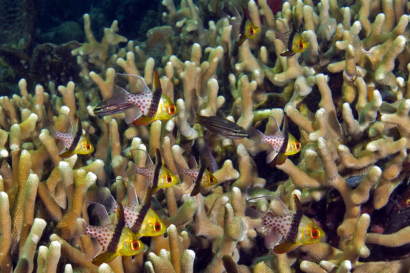 Oddly put together Pajama Cardinalfish (Sphaeramia nematoptera) looking like they were designed by committee in a patch of Porites cylindrica coral.