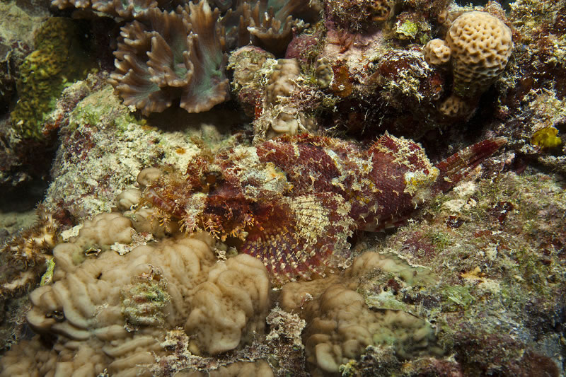 Papuan Scorpionfish (Scorpaenopsis papuensis) is a master of camouflage.