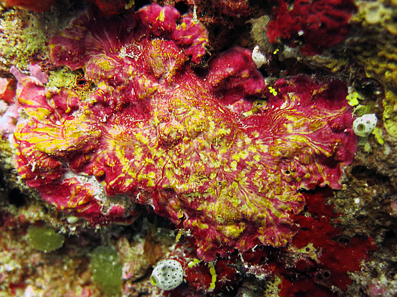 Peyssonnelia forms colorful crusts in shaded areas of the reef