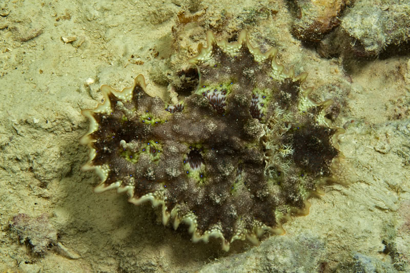 Incredibly well camouflaged, this Pitted Ceratosoma nudibranch (Ceratosoma miamiranum) would not have been seen had it not moved.