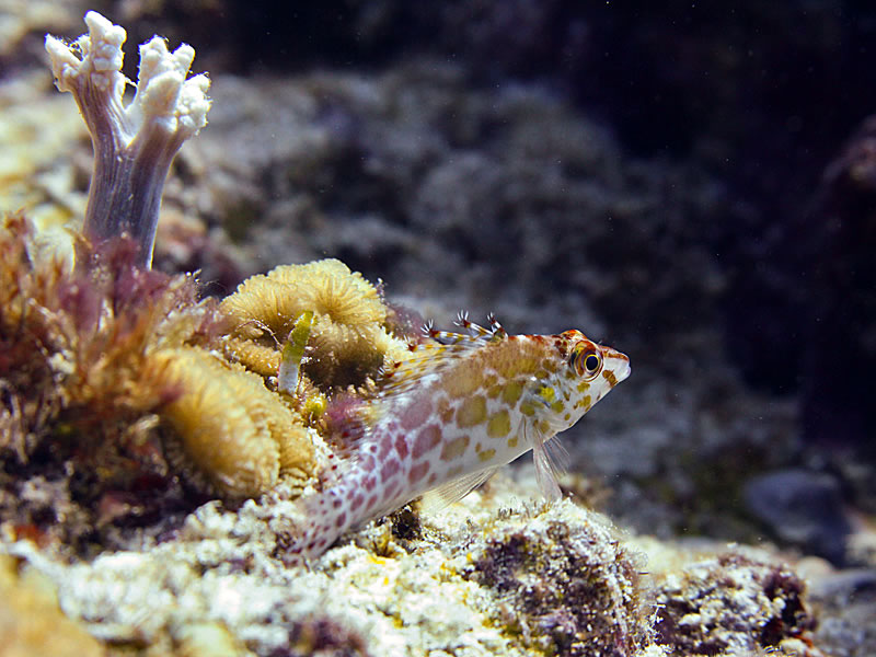 Pixy Hawkfish (Cirrhitichthys oxycephalus) perched on its ventral fins as hawkfishes do.