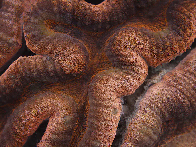 Rusty red detail of the polyps of a Lobophyllia hemprichii coral.