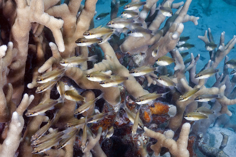 School of small Sangi Cardinalfish (Apogon thermalis) was a novel sight on a shallow dive.