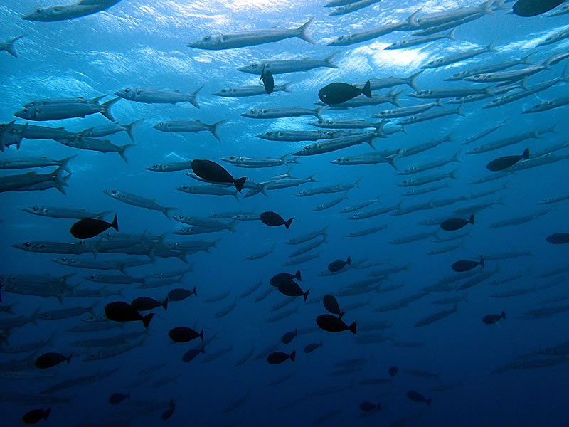 Schooling barracuda at 5 m in Ulong Channel, Palau
