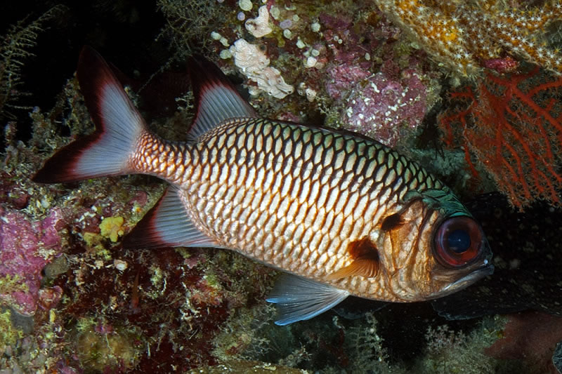 Commonly seen Shadowfin Soldierfish (Myripristis adusta) hugs the reef.