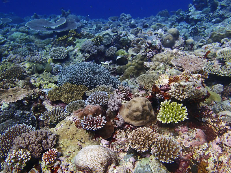 Shallow, leeward, barrier forereef dominated by acroporids and other scleractinians.