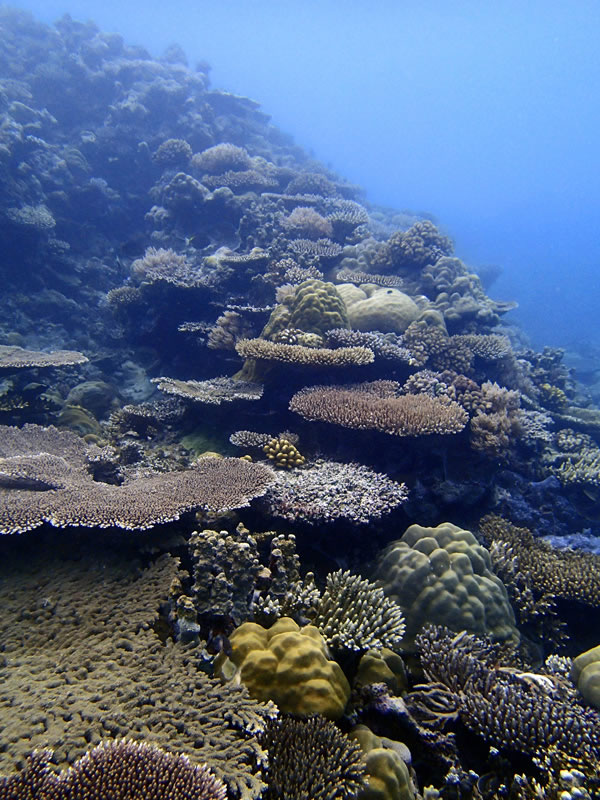 Tabular acroporids and massive poritids at Ulong Reef