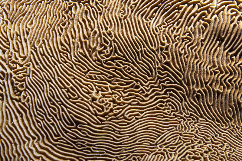 Textural detail of the surface of Pachyseris speciosa coral.