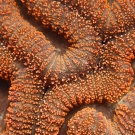  A close-up of the big polyps of the hard coral Lobophyllia hemprichii.