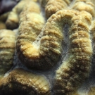  A close-up of the walls and valleys of the hard coral, Symphyllia sp. 