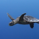 A Hawksbill Turtle (Eretrochelys imbricata) cruises past in the blue.