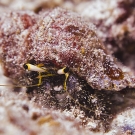  A hermit crab (Dardanus sp.) eating turf algae.